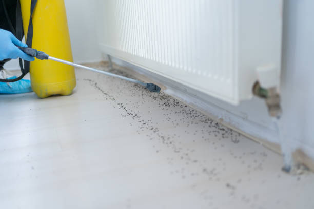 Best Emergency Pest Control  in Willard, MO